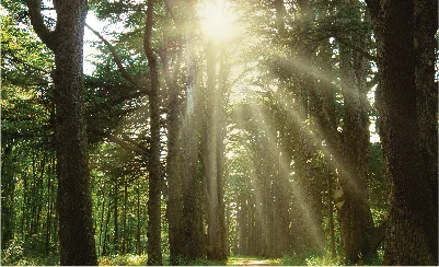 Cómo aprovechar los recursos naturales de forma sustentable