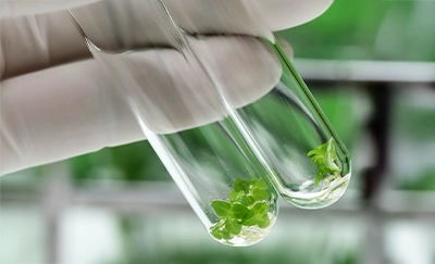 Curso Biotecnología Aplicada a la Industria