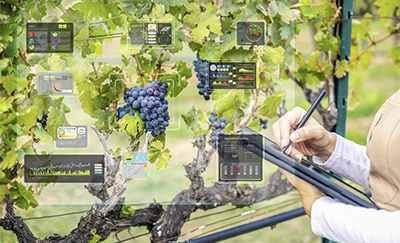 Diplomado en Innovación y Negocios del Ecosistema Vitivinícola