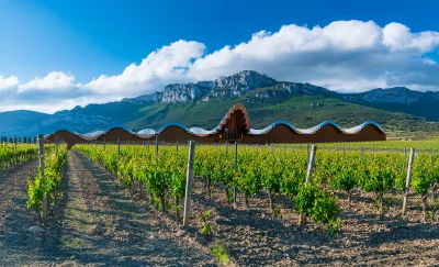 Vino con propósito cómo construir valor, identidad y posicionamiento en negocios vitivinícolas