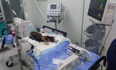 Webinar No todos los gatos sépticos son iguales: Fenotipos de shock septico, respuesta inflamatoria y disfunción multiorgánica.